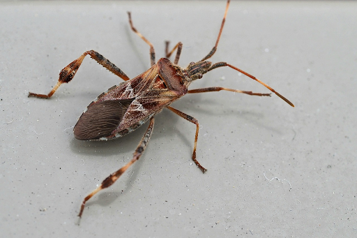 How To Solve Pest Problems: A Comprehensive Guide